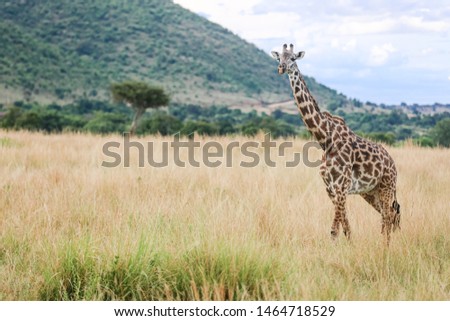 Giraffe animals in safari kenya
