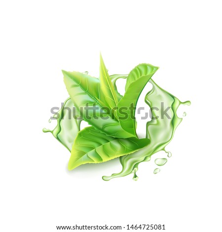 Realistic green tea branch with water splash. Vector illustration Royalty-Free Stock Photo #1464725081