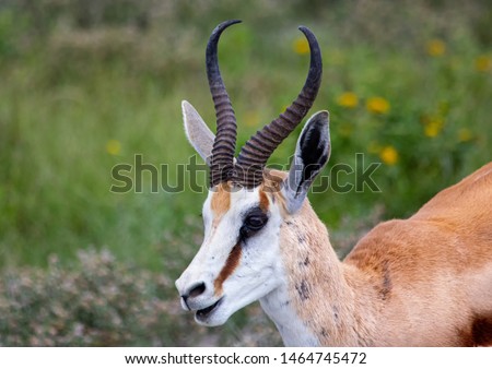 Close up picture of a Springbok the savannah grass of the Etosha National park in northern Namibia during summer