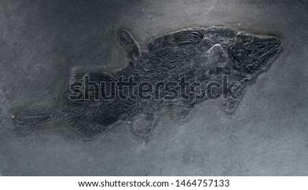 fossil of fish on rock