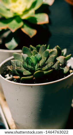 Sunny day Small Succulents in white pots on medium format film 