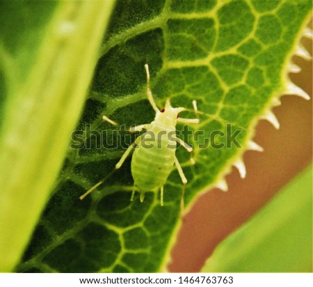 Aphids, AKA plant louse, greenfly, or ant cow, are very small