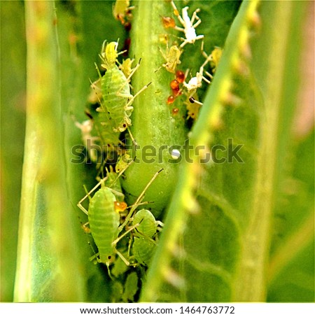 Aphids, AKA plant louse, greenfly, or ant cow, are very small