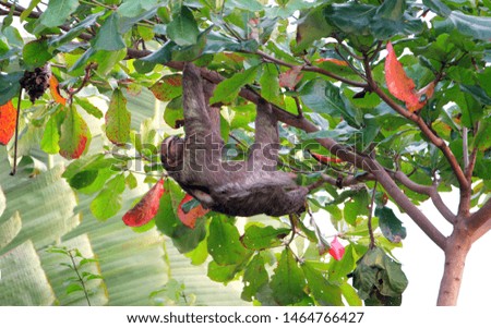
sloth on a tree with colorful leaves