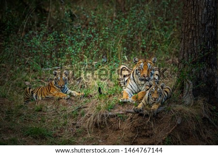 Panthera Tigris with cubs sitting near a water hole in its natural habitat at Tadoba Andhari Tiger Reserve