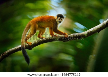 Monkey, long tail in tropic forest. Squirrel monkey, Saimiri oerstedii, sitting on the tree trunk with green leaves, Corcovado NP, Costa Rica. Monkey in the tropic forest vegetation. Wildlife nature.