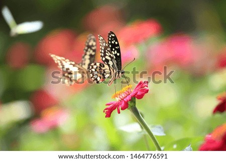 Beautiful butterflies are sucking nectar from flowers

