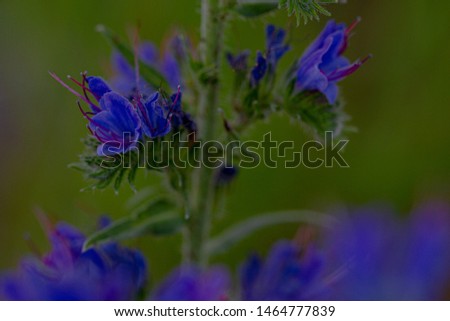 detail of blue blooms wild flower on green background