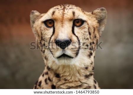 Portrait photo of a cheetah with rocks background.
