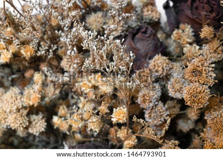 Abstract image of a bouquet of dried flowers and roses