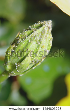 Infestation of Aphids on hibiscus bud