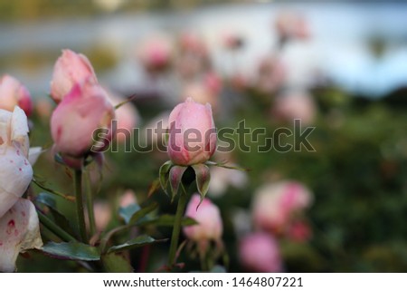 Pink Ballade (Rosen Tantau) roses photographed during a sunny spring day in a park in Finland. In this photo you can see plenty of light pink blooming flowers and rose buds. Closeup color image.