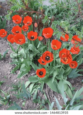 red poppies in the garden