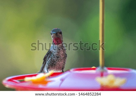 small hummingbird with hummingbird feeder