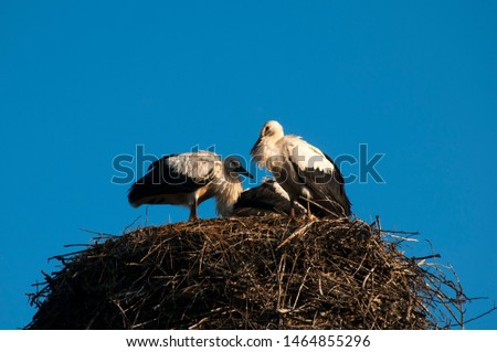 Stork birds on the nest on a beautiful day on the blue sky background
