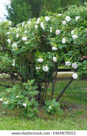 Rosehip Bush in the garden