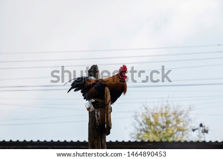 Beautiful Rooster Standing on the Roost