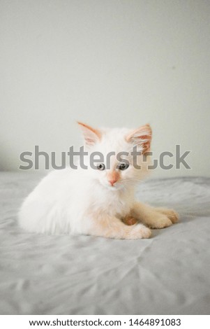 white laying kitten on sofa 