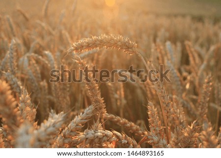 Close-up of wheat ears in the golden light of sunset. The grains are ready for harvest. End of summer in Latvian agricultural lands. Dreamlike and warm mood. Yellow lens flare