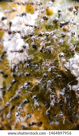 Colonial black ants are very much working together to collect food - Macro Photography
