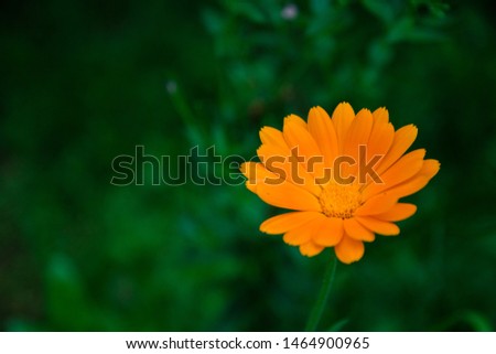 bright orange flower of a calendula flower look like the sun.