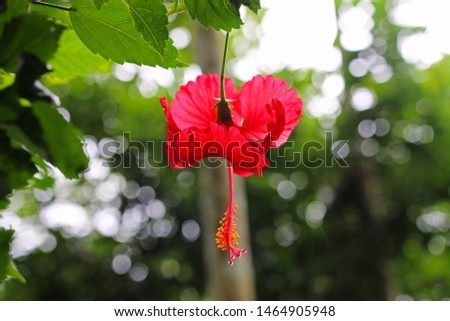 Rosemallows or Hibiscus in the Tree 