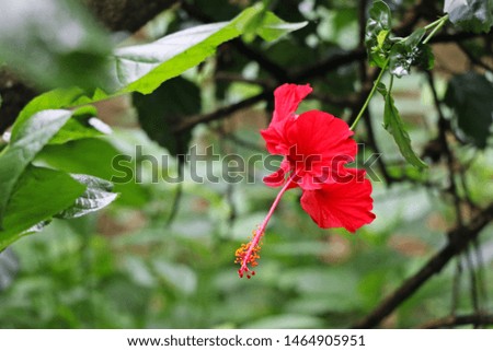 Rosemallows or Hibiscus in the Tree 