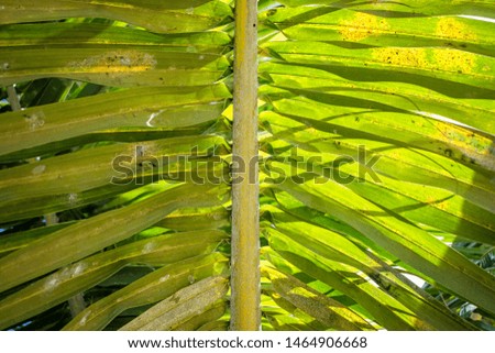 Palm Leaf on Jolly Beach