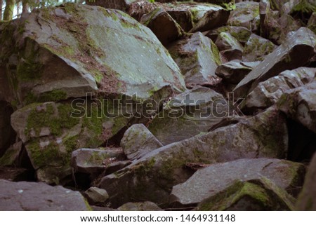 Trees surrounded by large boulders in a mountain forest