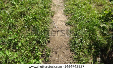 summer path in the woods in the daytime