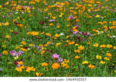 Diverse Mix of Wildflowers in a Field