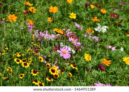 Daisies and Cosmos Wildflowers in a Field