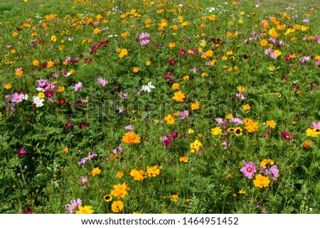 Wildflower Field of Poppies and Daisies
