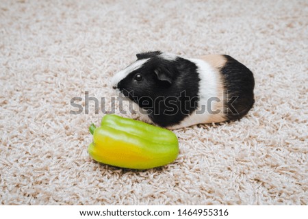 A guinea pig sits on a background of wool carpet and eats green peppers. Beautiful and beloved pet. Copy space, poster, advertisement. Thick and funny pig with a big mustache. Beautiful picture.