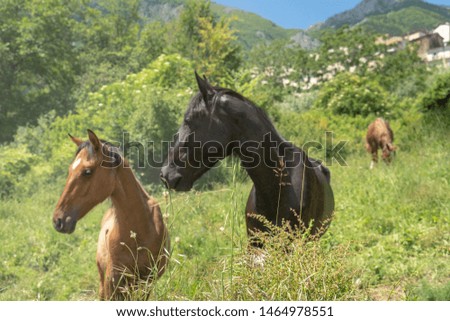 A herd of horses in Anversa, Italy