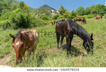 A herd of horses in Anversa, Italy
