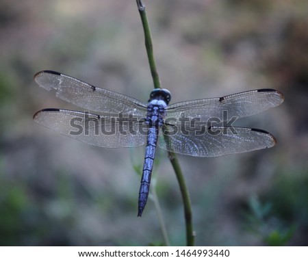 Blue and Purple Dragonfly Detail Winged Picture