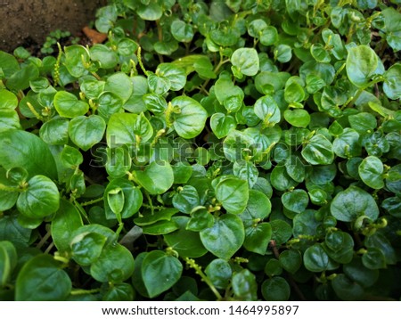 Krasang vegetables Light green heart-shaped leaves