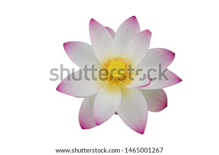 The name of this flower is  Lotus.　　
Scientific name is Nelumbo nucifera. 
The blank part can be used for the message board.