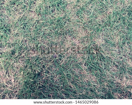 Dry and green grass in the summer for use background