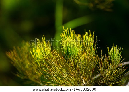 Close-up of tropical pine fir tree with branches on background.