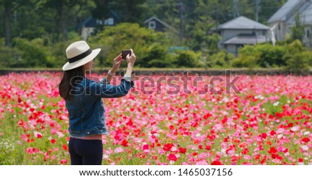 Woman take photo on poppy flower garden