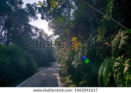 empty narrow road in the middle of tropical forest at Fraser Hill, Malaysia