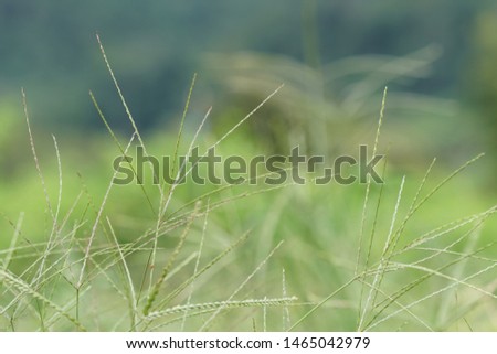 Digitaria sanguinalis is known by several common names, including hairy crabgrass, crab finger grass.