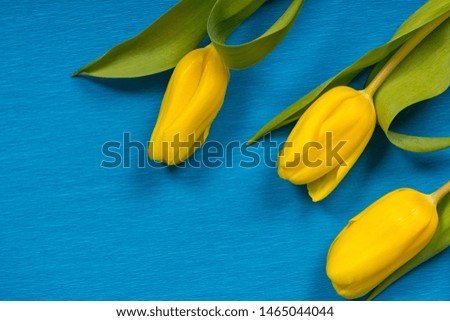 yellow fresh spring flowers tulips on blue wrinkles paper