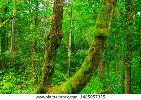 a picture of an exterior Pacific Northwest forest 