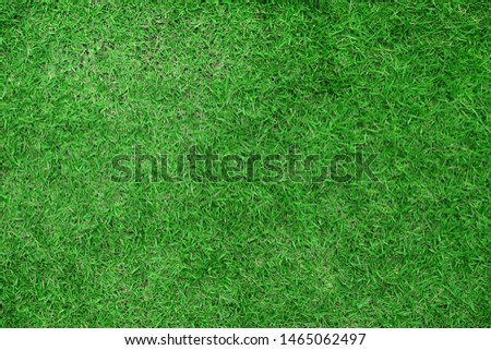 Green lawn for background. top view.