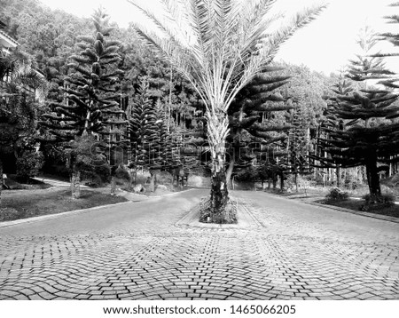 Park in a villa with neat and shady pine trees
