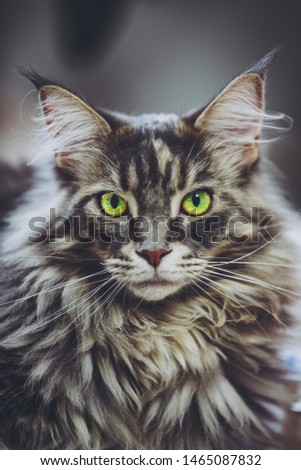 A cat named Maine Coon