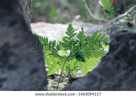 Green ferns that rise in the forest